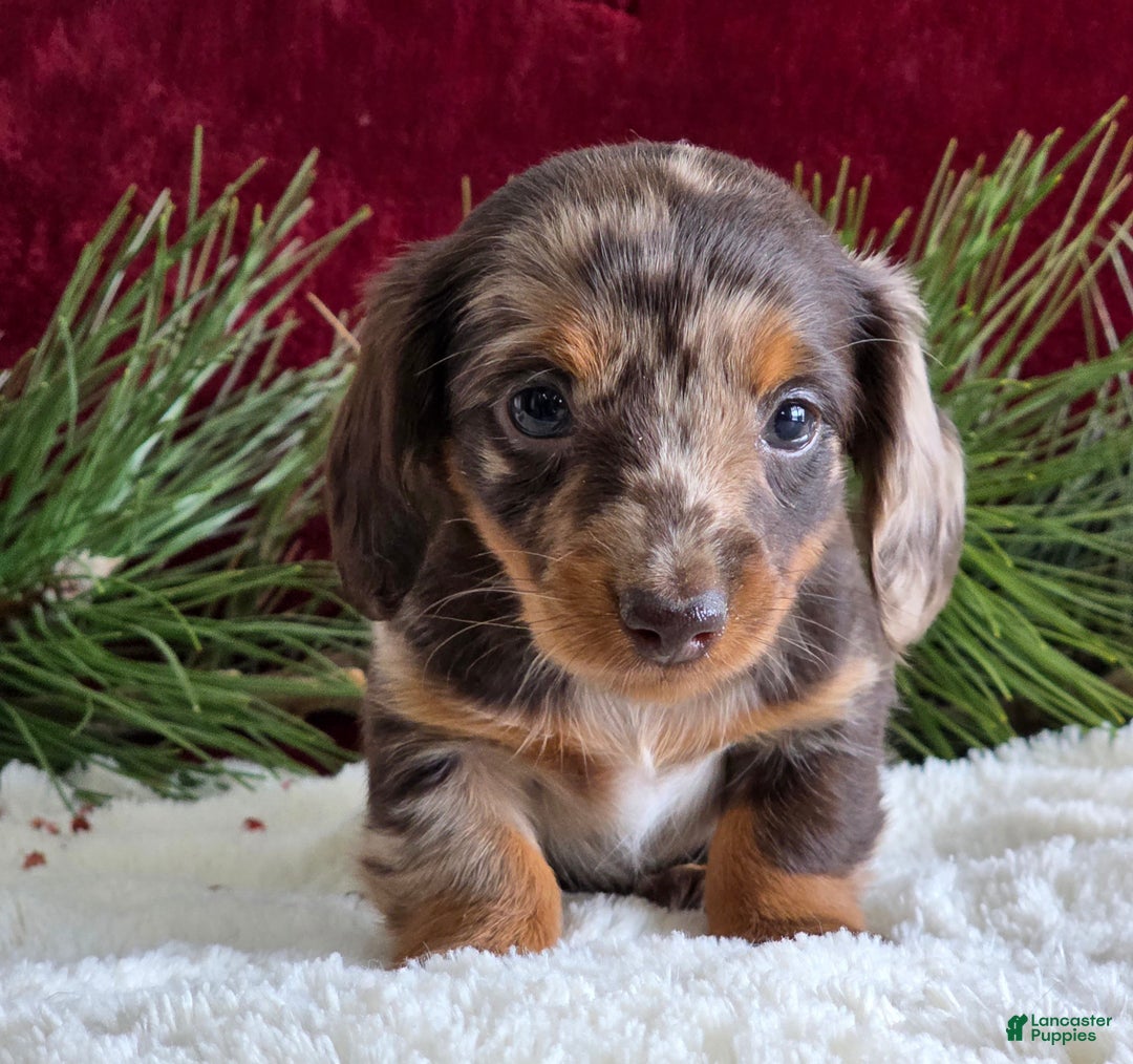 Miniature Dachshund dogs for sale: Kylie  - Ad 7