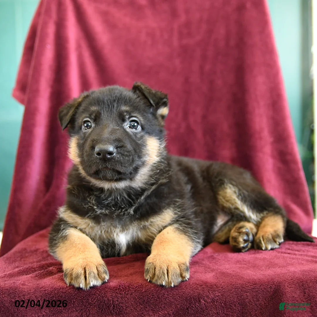 German Shepherd dogs for sale: Asher - Ad 3