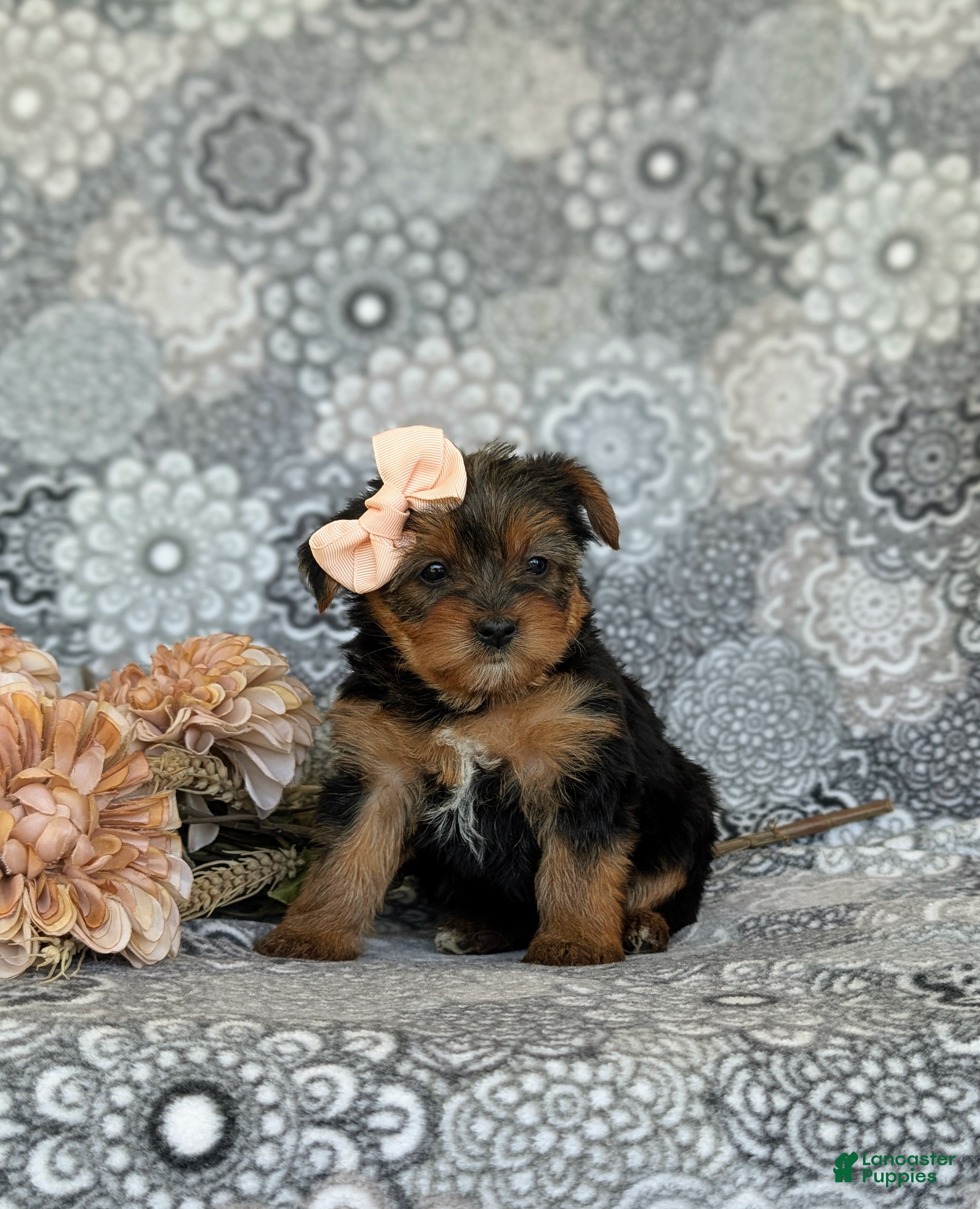 Shorkie dogs McKinlee 7 lbs Full Grown - Ad 2