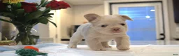 French Bulldog dogs for sale: Marshmello  - Ad 3