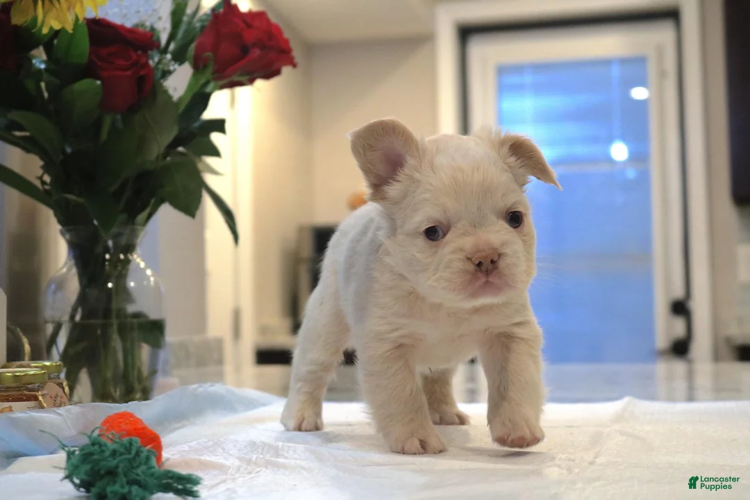 French Bulldog dogs for sale: Marshmello  - Ad 3