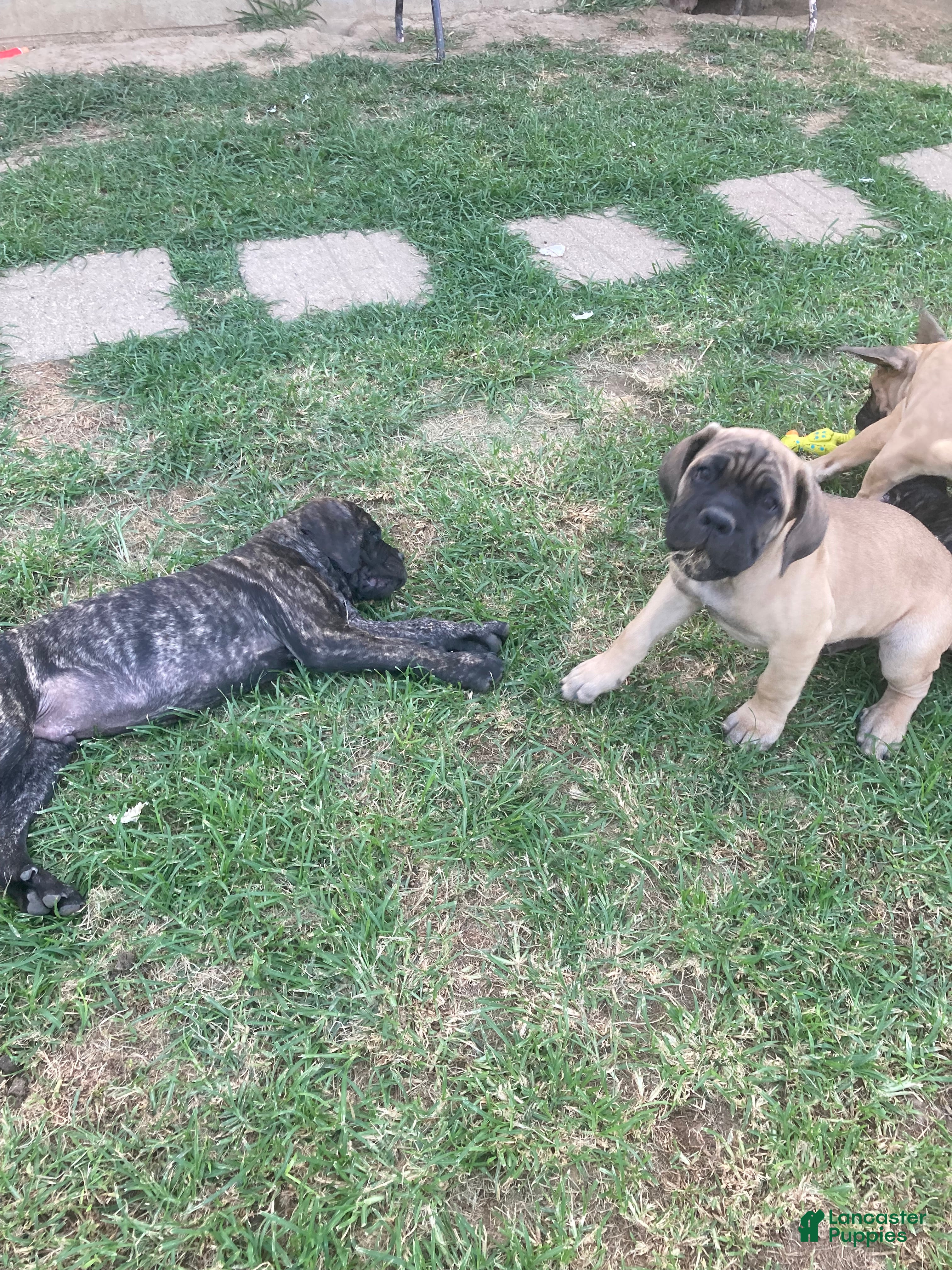 Cane Corso dogs Cane Corso 3 - Ad 2
