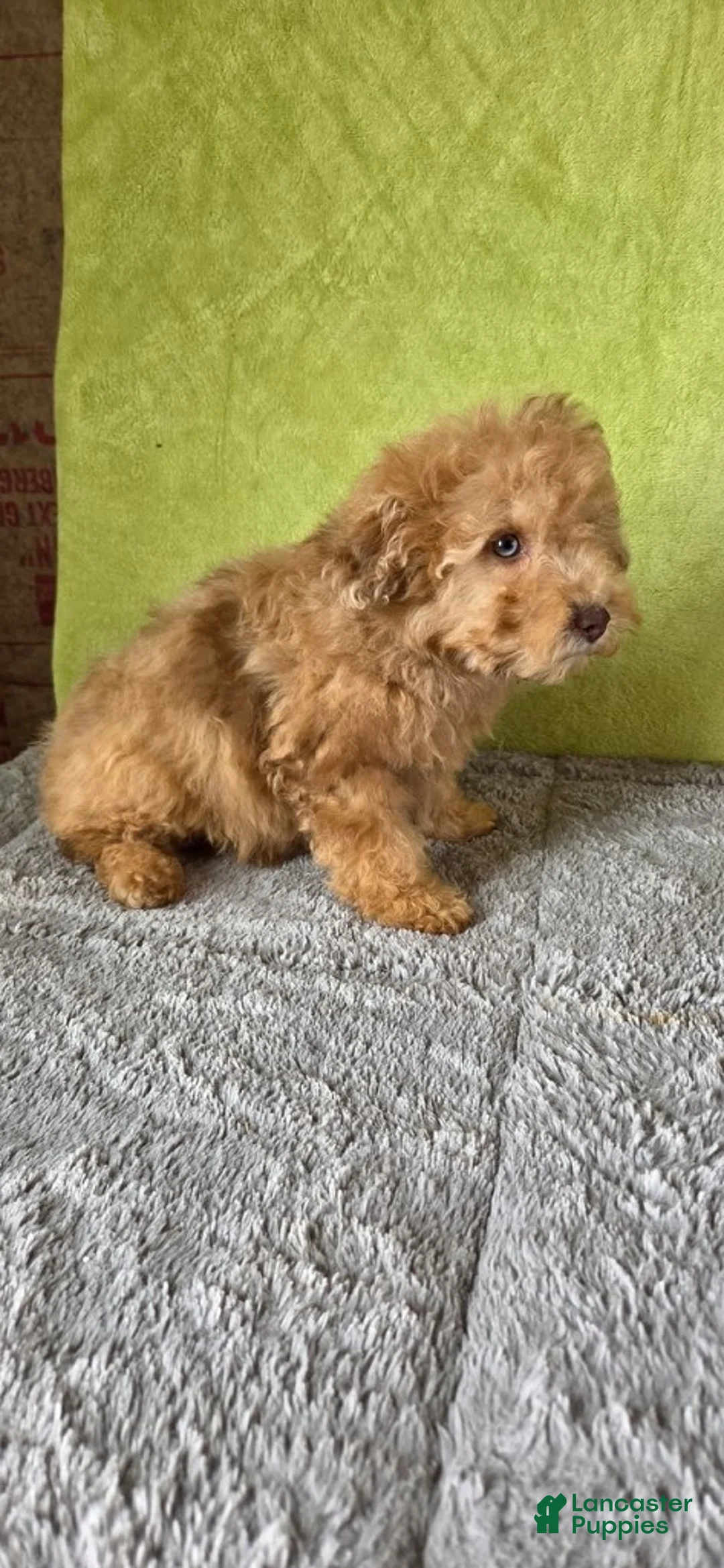 Miniature Poodle dogs for sale: Oliver - Ad 7
