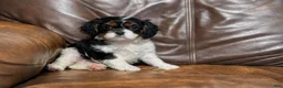 Cavalier King Charles Spaniel dogs for sale: Ziggy - Ad 1