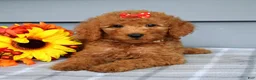 Goldendoodle dogs for sale: Oaklyn - Ad 8