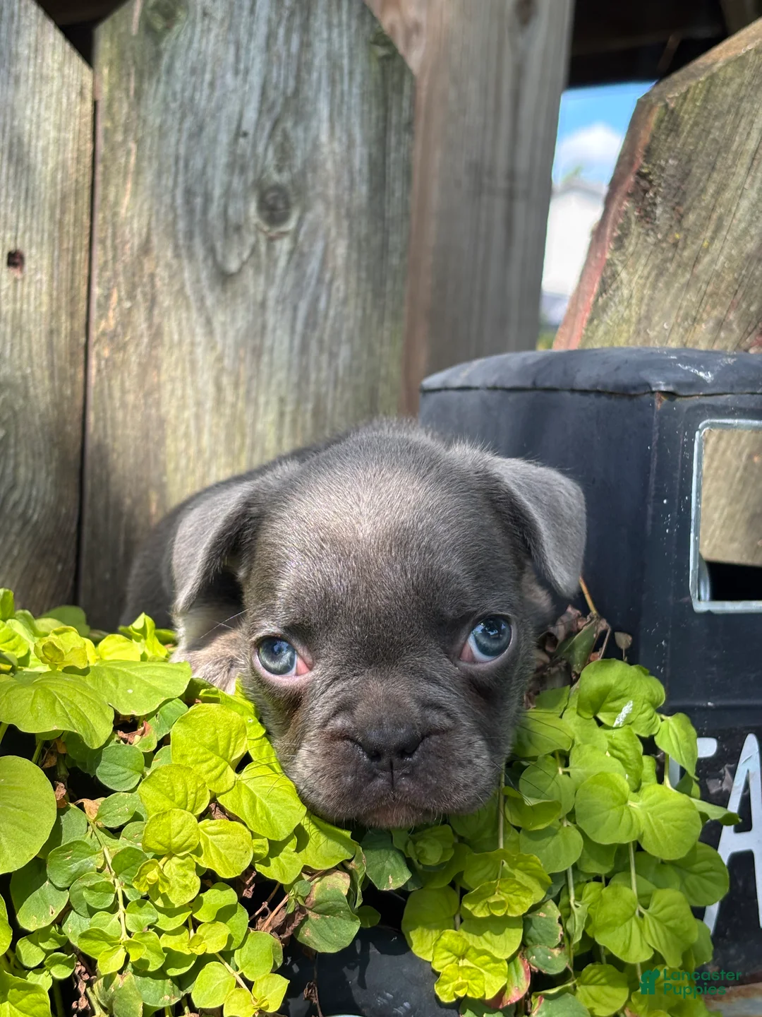 French Bulldog dogs for sale: Kayden - Ad 2
