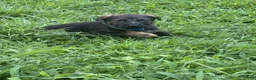 German Shepherd dogs for sale: Blue - Ad 1