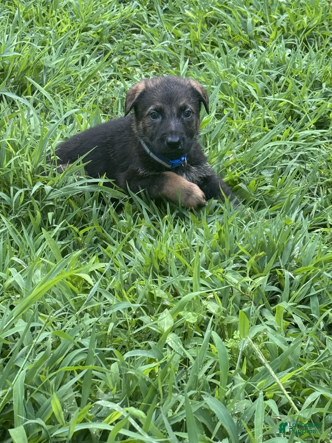 German Shepherd dogs for sale: Blue - Ad 1