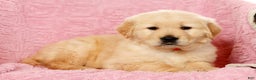 Golden Retriever dogs for sale: Bruno - Ad 8