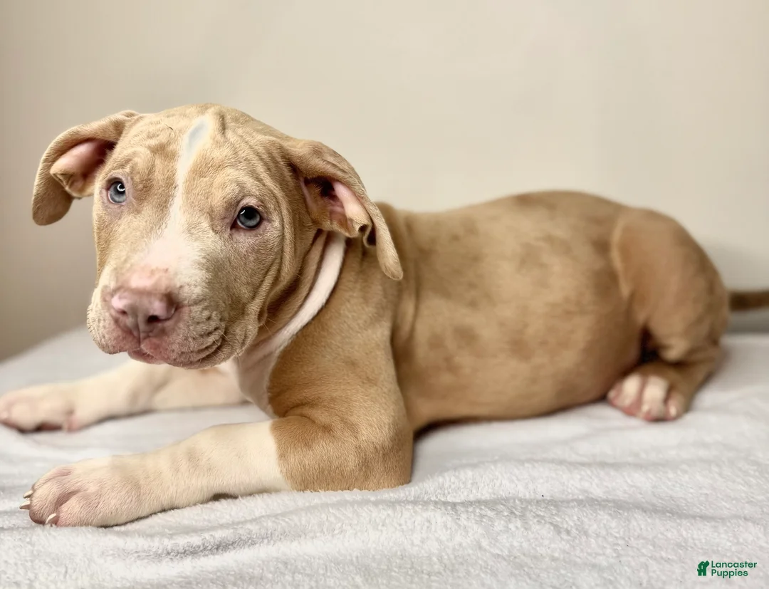 American Bully dogs for sale: American Bully Puppy 3 - Ad 3