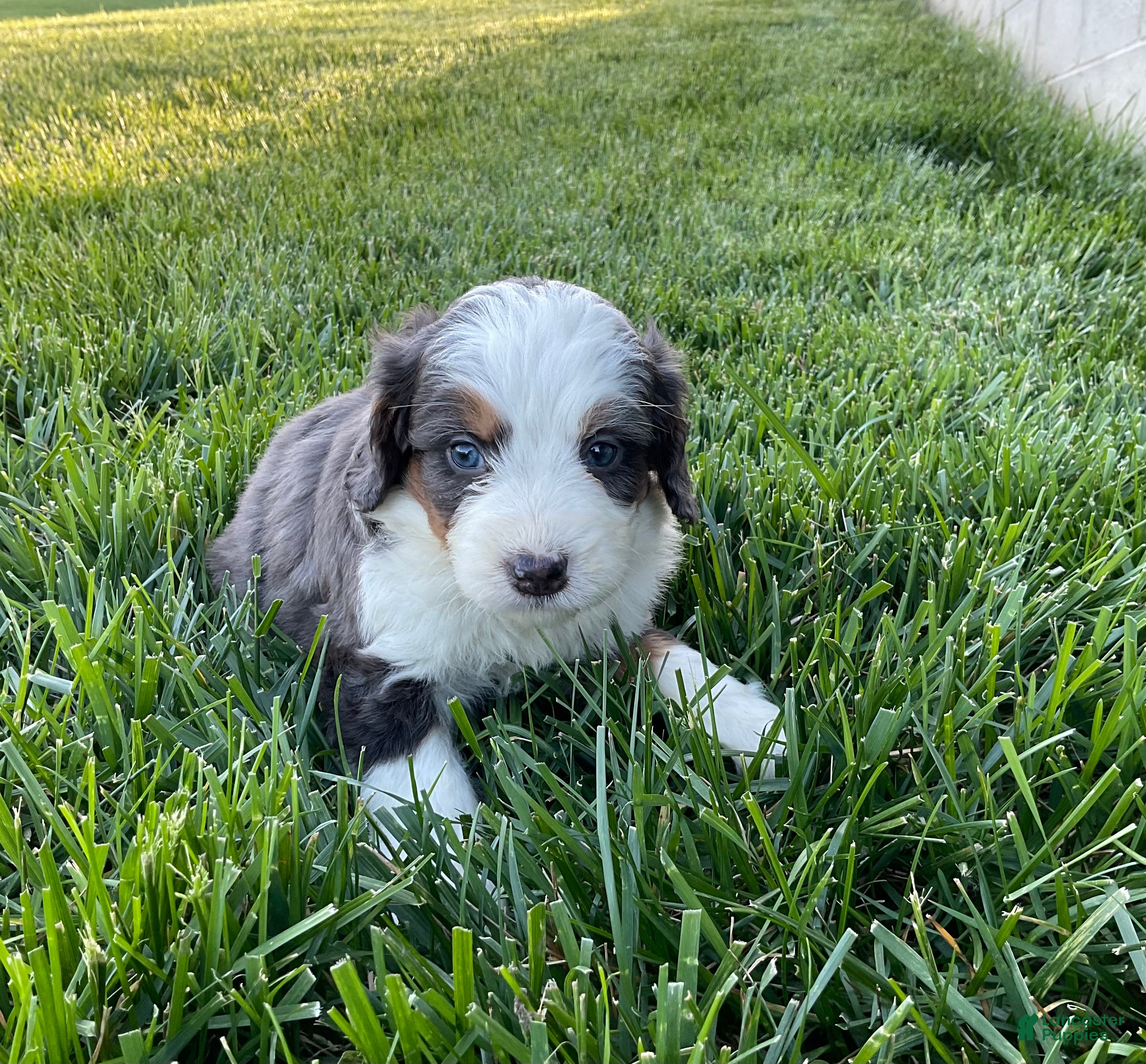 Mini Bernedoodle dogs Cole - Ad 2