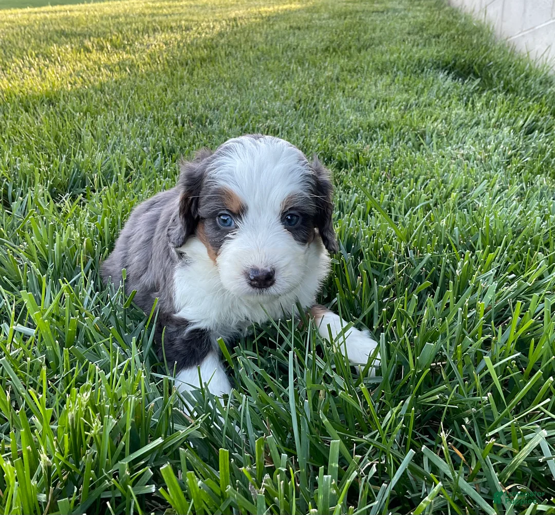 Mini Bernedoodle dogs for sale: Cole - Ad 2
