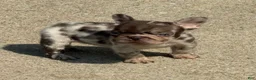 French Bulldog dogs for sale: Small Female Isabella Merle Puppy: - Ad 12