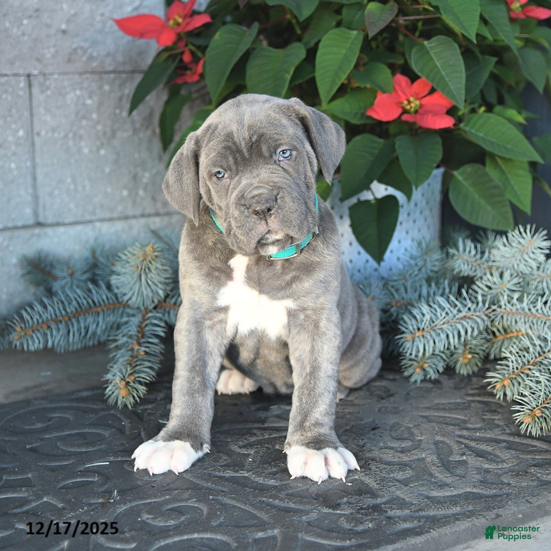 Cane Corso dogs for sale: Flurry - Ad 1