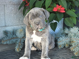 Cane Corso dogs Flurry - Ad 12
