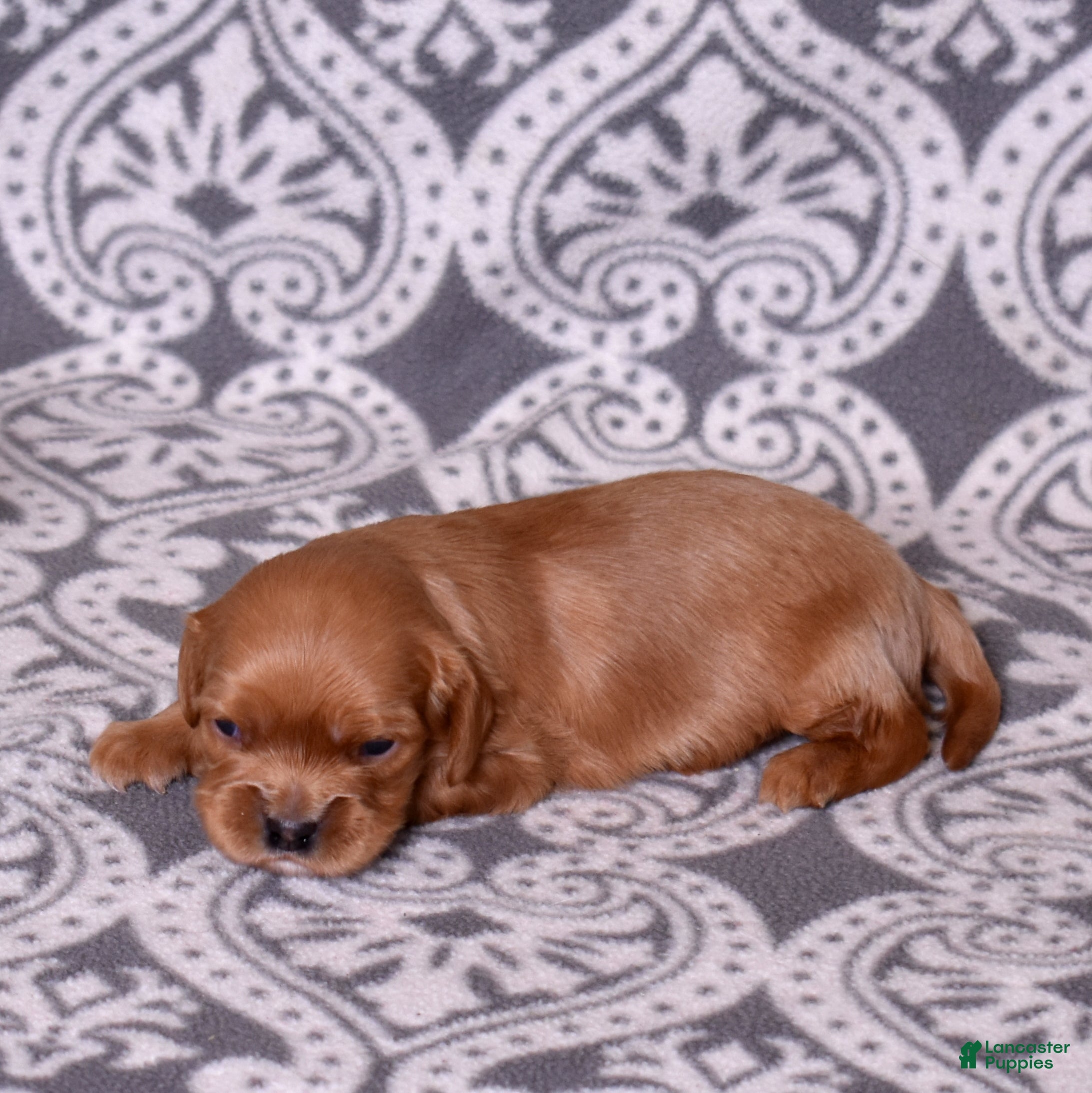 Cavalier King Charles Spaniel dogs Zephyr - Ad 2