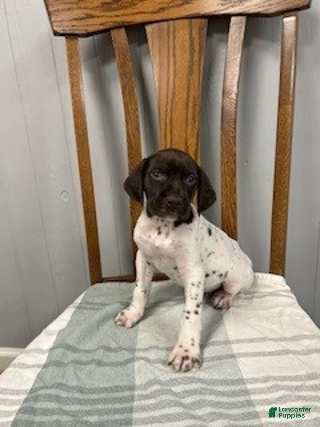 German Shorthaired Pointer dogs for sale: Buster - Ad 2