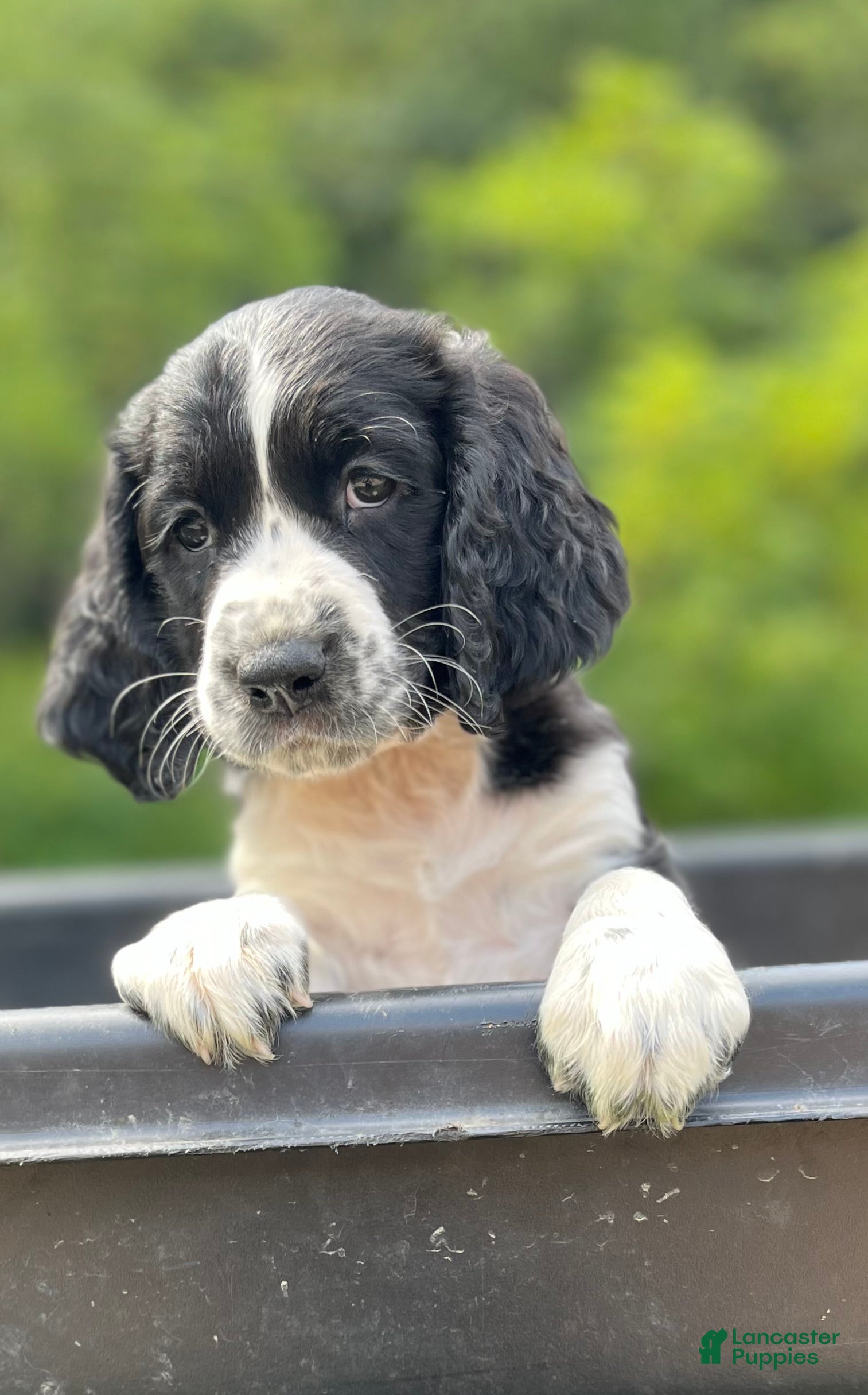 English Springer Spaniel dogs Duchess - Ad 1
