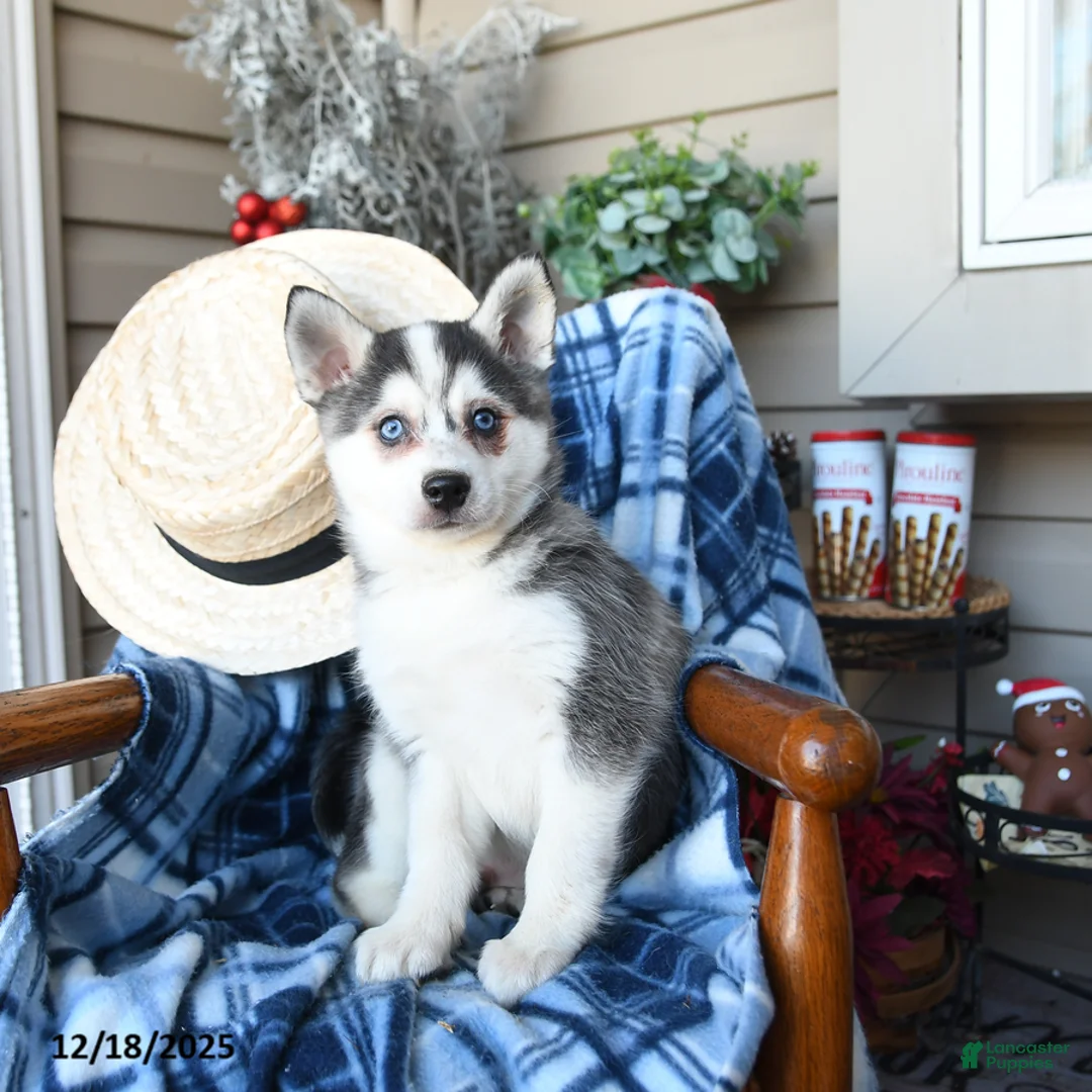 Alaskan Klee Kai dogs for sale: Storm   - Ad 5