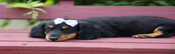 Miniature Dachshund dogs for sale: Sage 🐶 - Ad 6