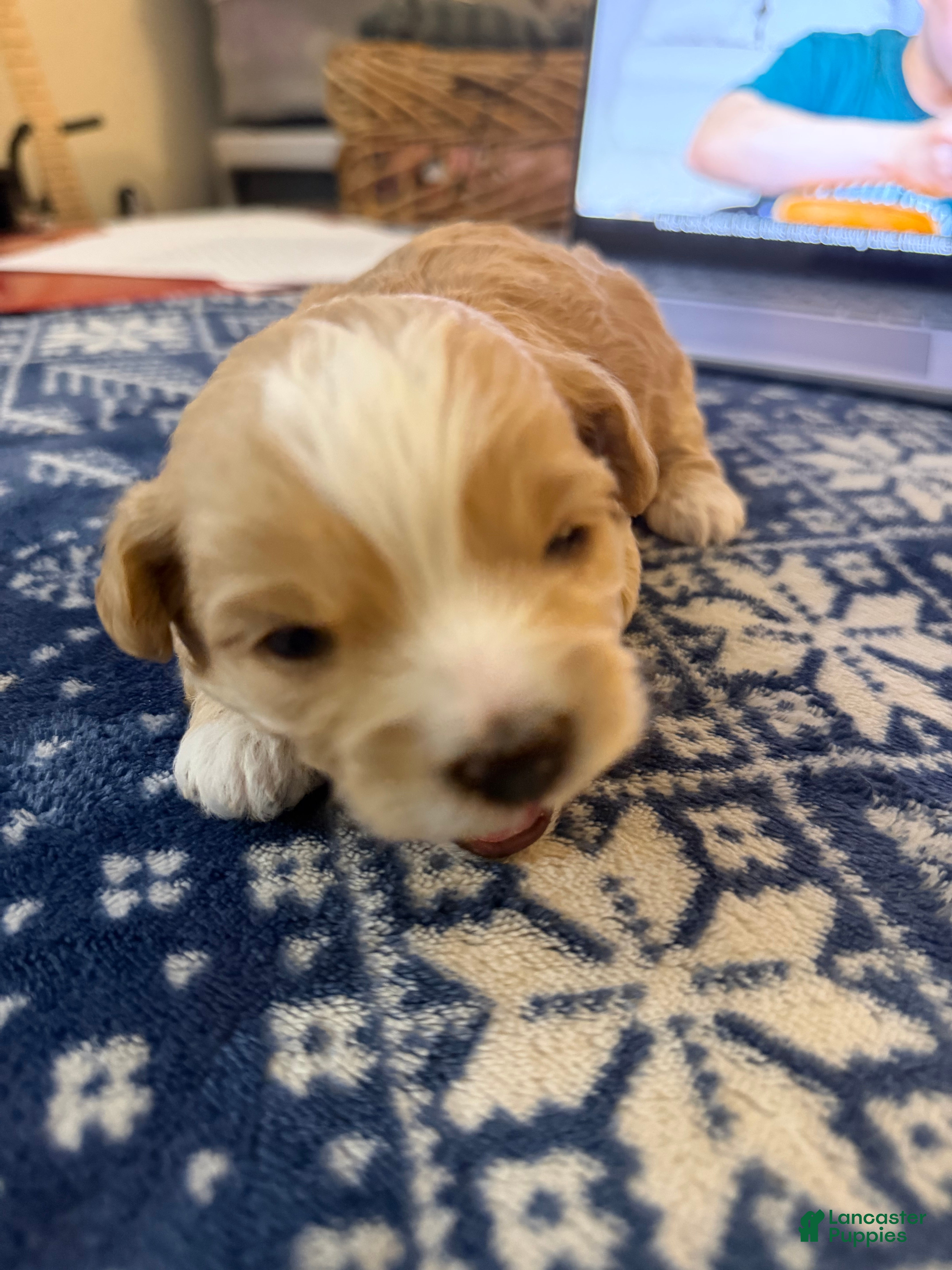 Mixed Breed dogs for sale: Sarah  - Ad 3