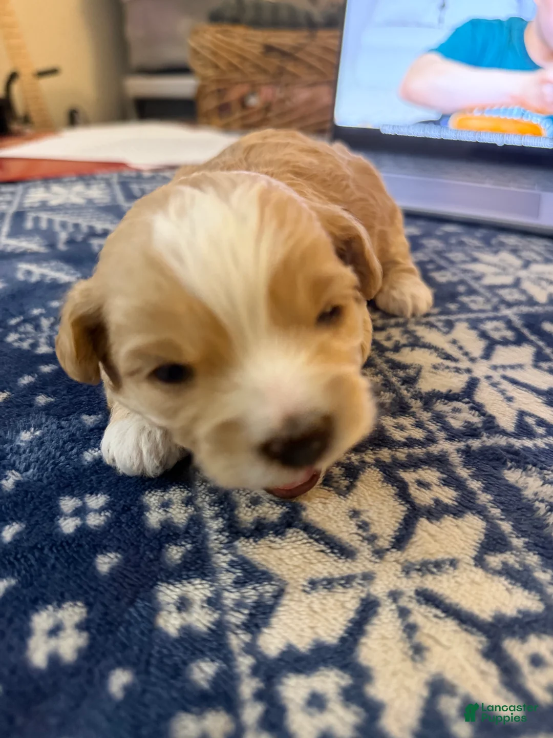 Mixed Breed dogs for sale: Sarah  - Ad 1