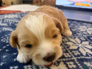 Mixed Breed dogs for sale: Sarah - Ad 3