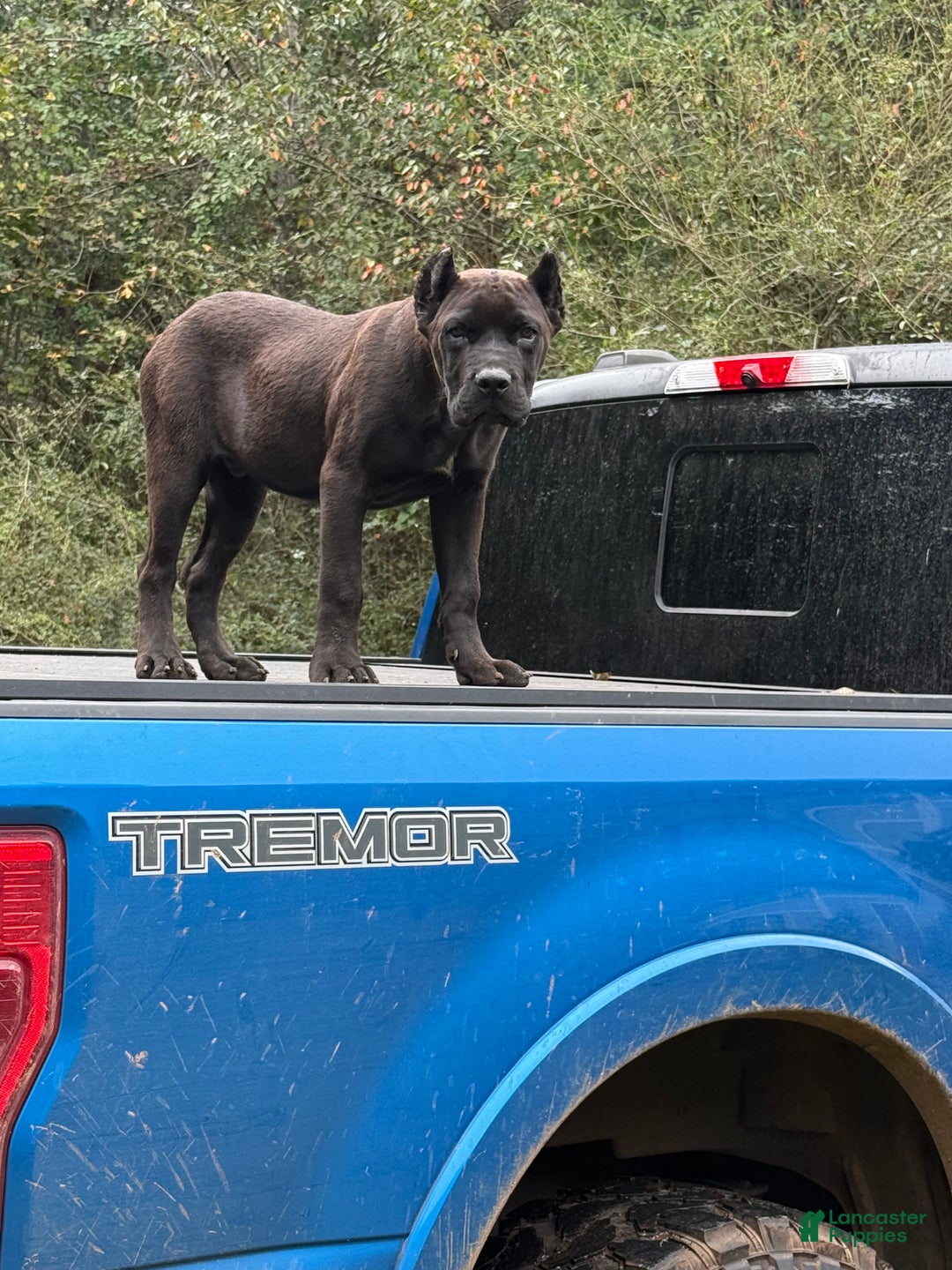 Cane Corso dogs for sale: Cane Corso Puppy 1 - Ad 2