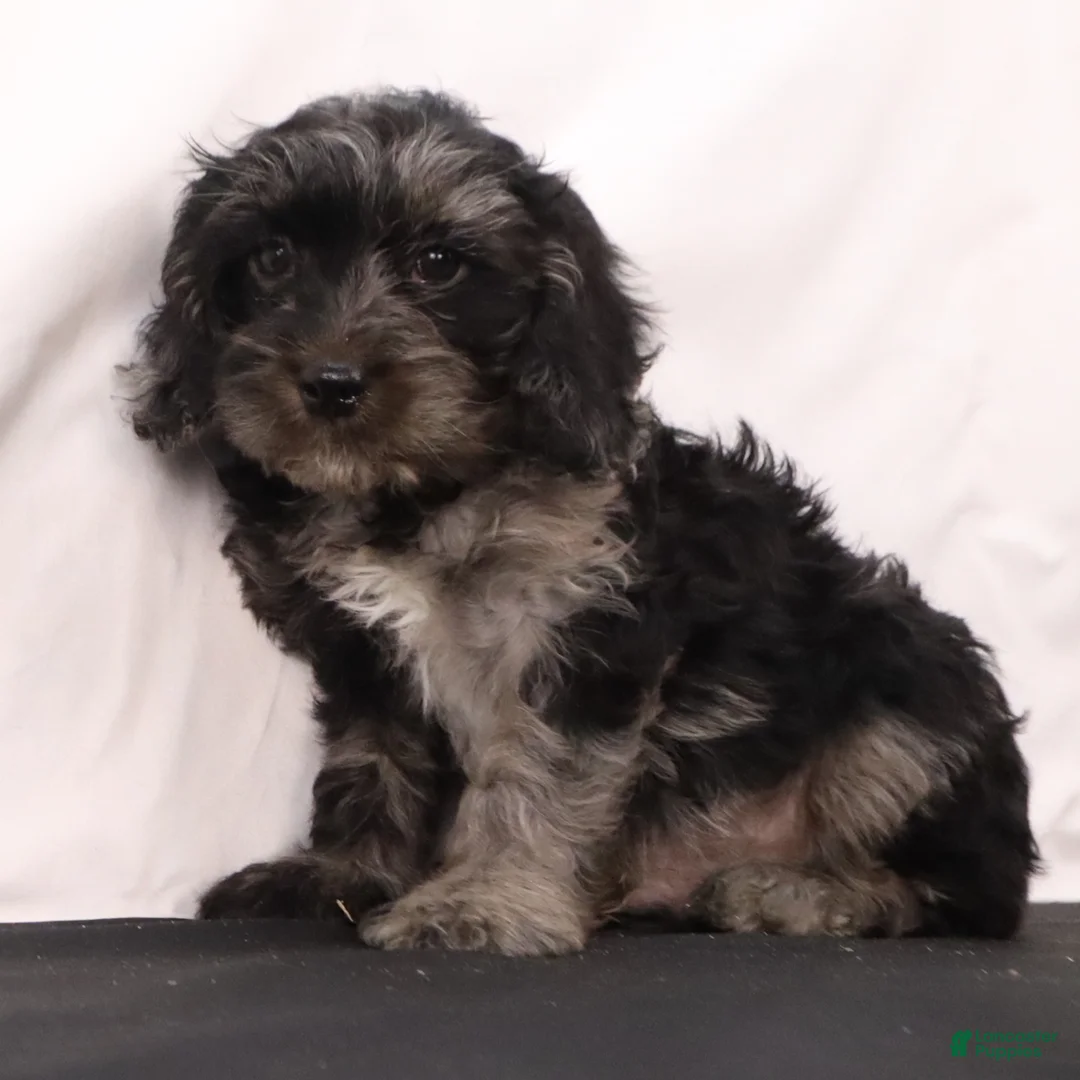 Cavapoo dogs for sale: Hank  - Ad 1