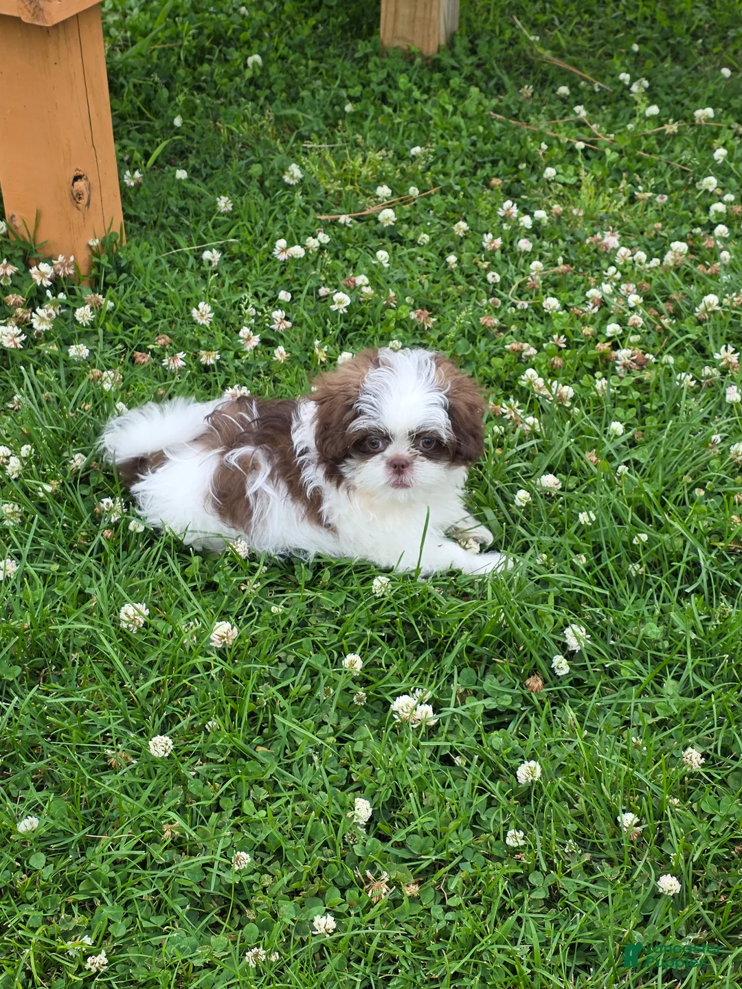 Shih Tzu dogs for sale: Shih Tzu Puppy 1 - Ad 2