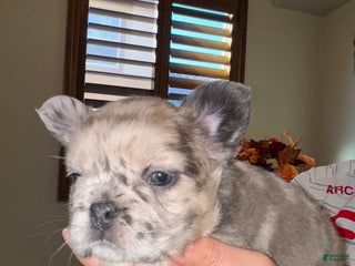 French Bulldog dogs - Ad 5