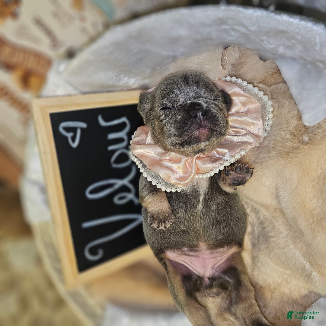 French Bulldog dogs for sale: Velour AKC Fluffy Carrier  - Ad 14