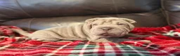 Shar Pei dogs for sale: Diana - Ad 5