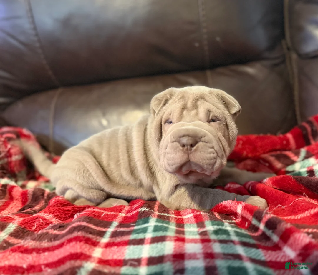 Shar Pei dogs for sale: Diana - Ad 5