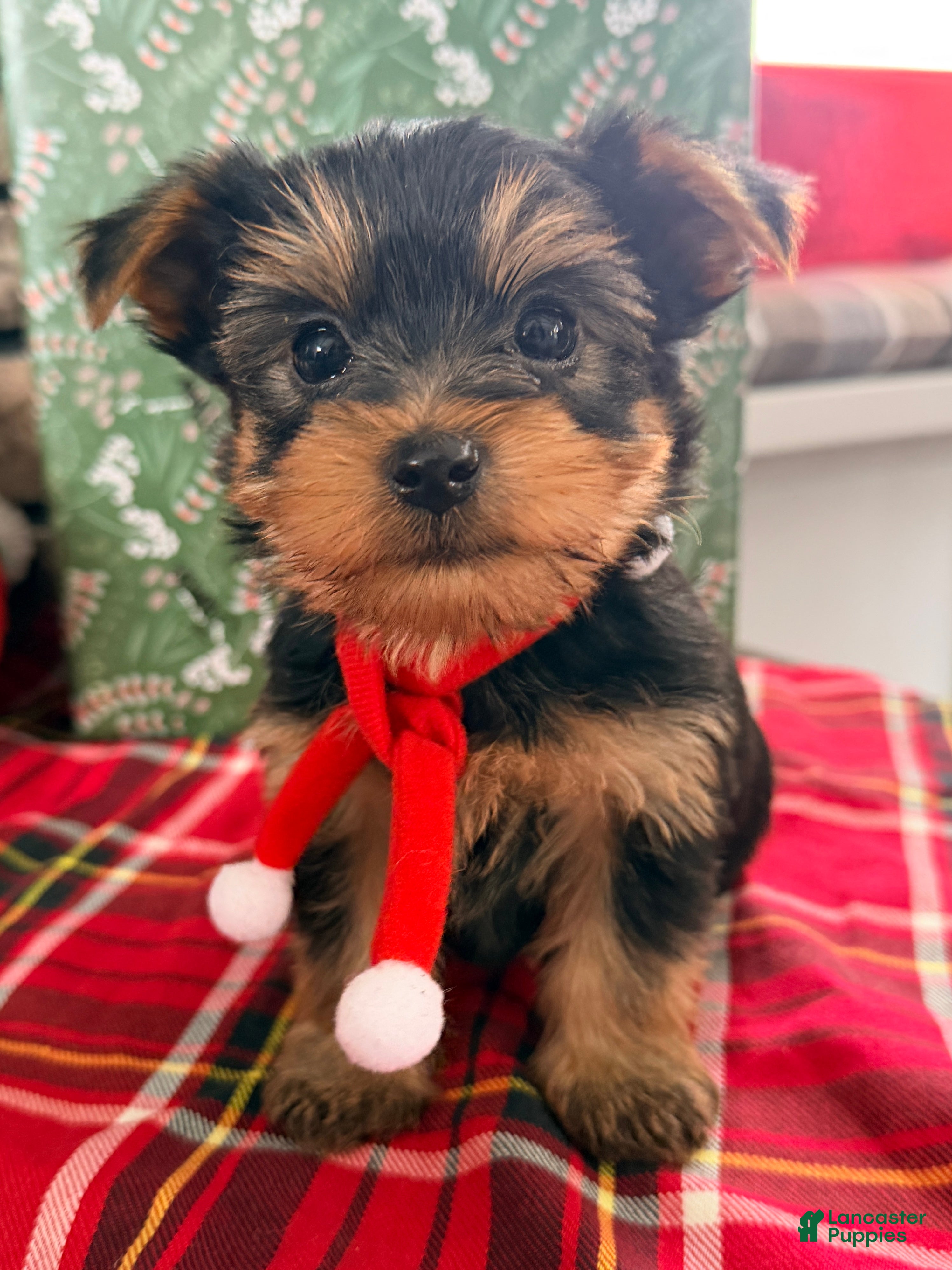 Yorkshire Terrier dogs Twinkles - Ad 37