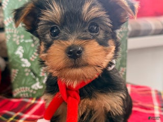 Yorkshire Terrier dogs Twinkles - Ad 19
