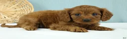 Cavapoo dogs for sale: Waffles 🧇 - Ad 3