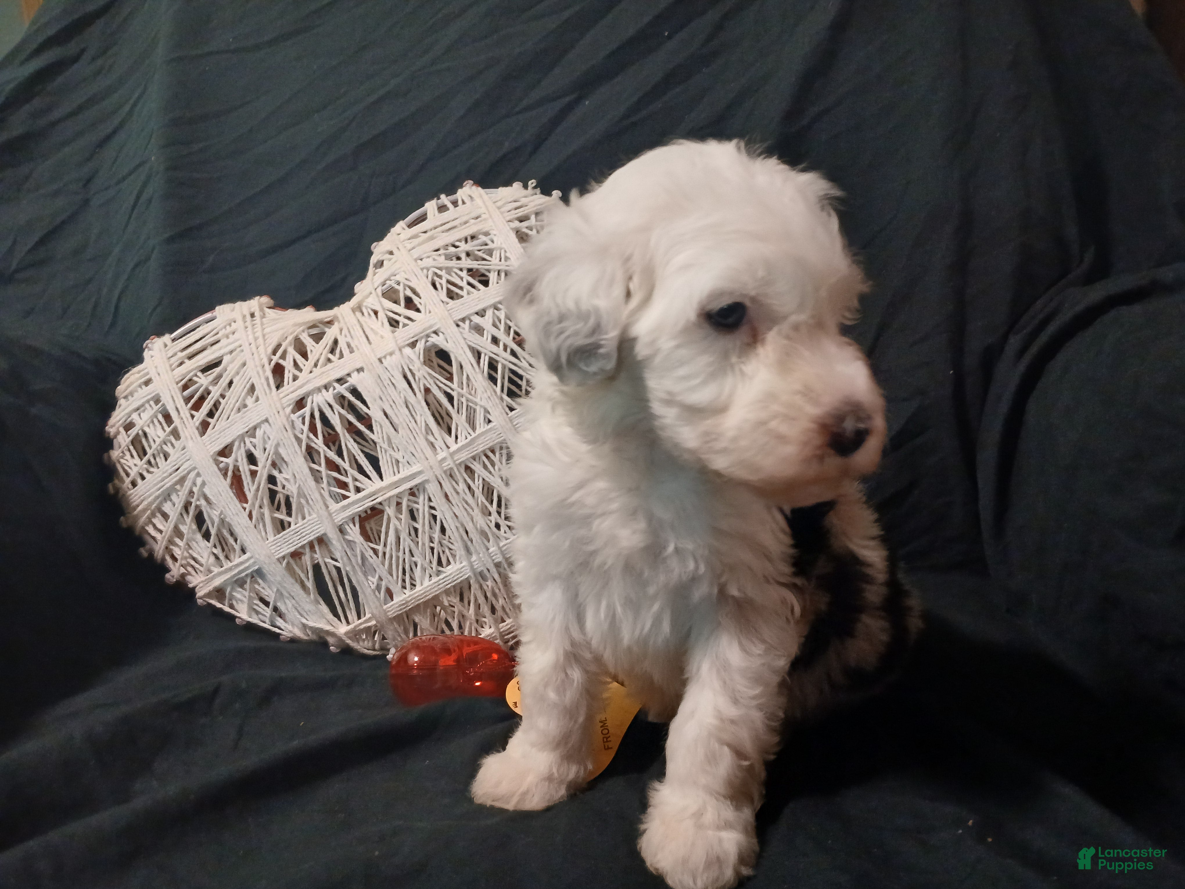 Sheepadoodle dogs Waffle - Ad 42