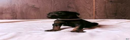 Doberman Pinscher dogs for sale: Ghost - Ad 3