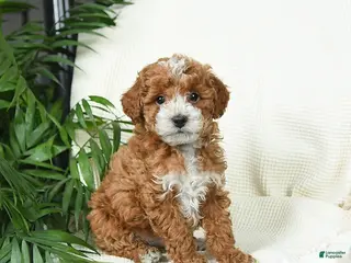 Toy Poodle dogs for sale: Tigger - Ad 2