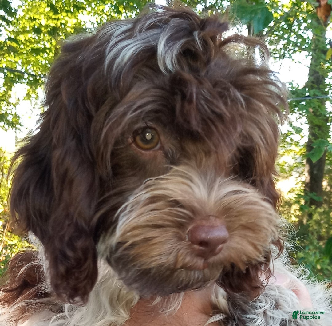 Cockapoo dogs for sale: Baconi - Ad 1