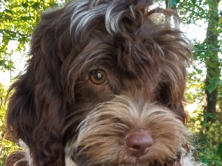 Cockapoo dogs Baconi - Ad 21