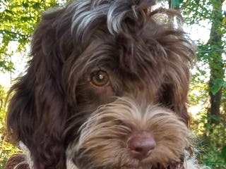 Cockapoo dogs Baconi - Ad 23