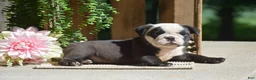 English Bulldog dogs for sale: Smokey - Ad 7