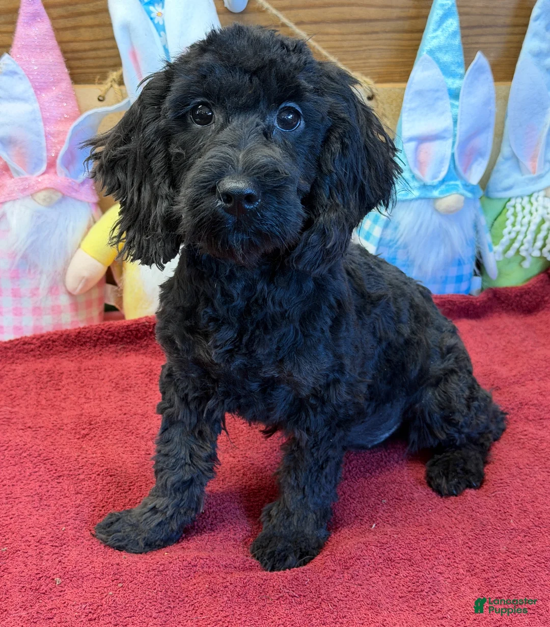 Cockapoo dogs for sale: Anna - Ad 1