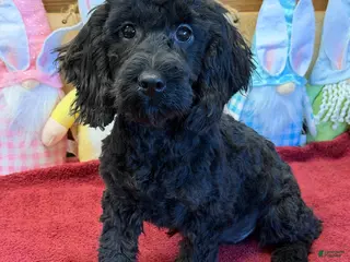 Cockapoo dogs Anna - Ad 38