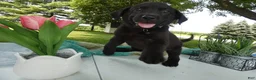 Sheprador dogs for sale: Sheprador 3 Kenny - Ad 1