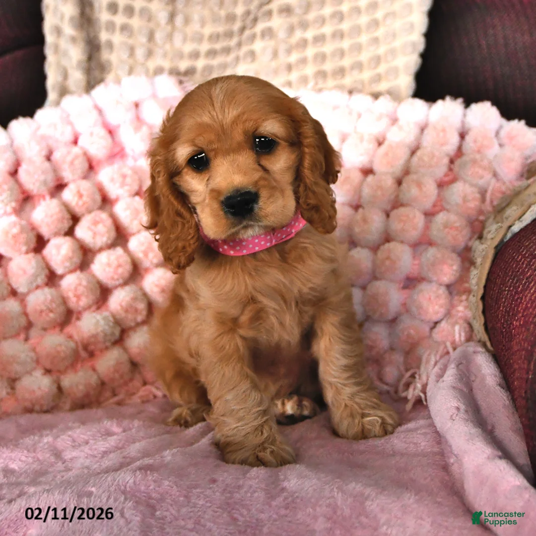 English Cocker Spaniel dogs for sale: Samantha Faye - Ad 2