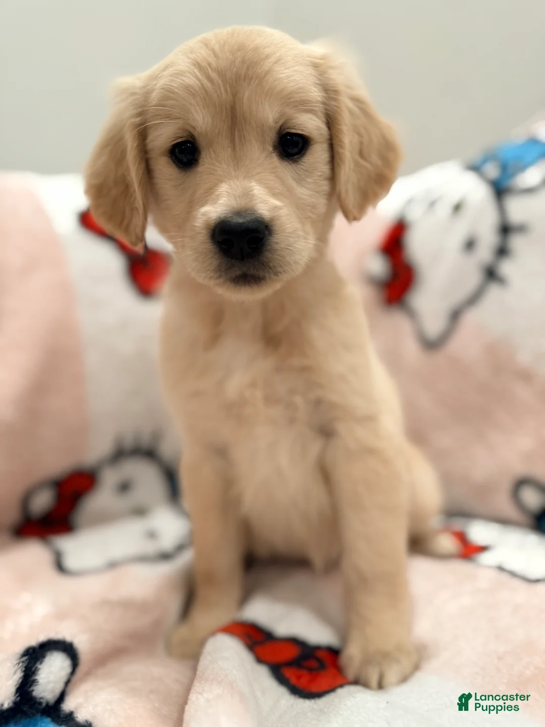 Golden Retriever dogs for sale: Golden Retriever Puppy 4 - Ad 2