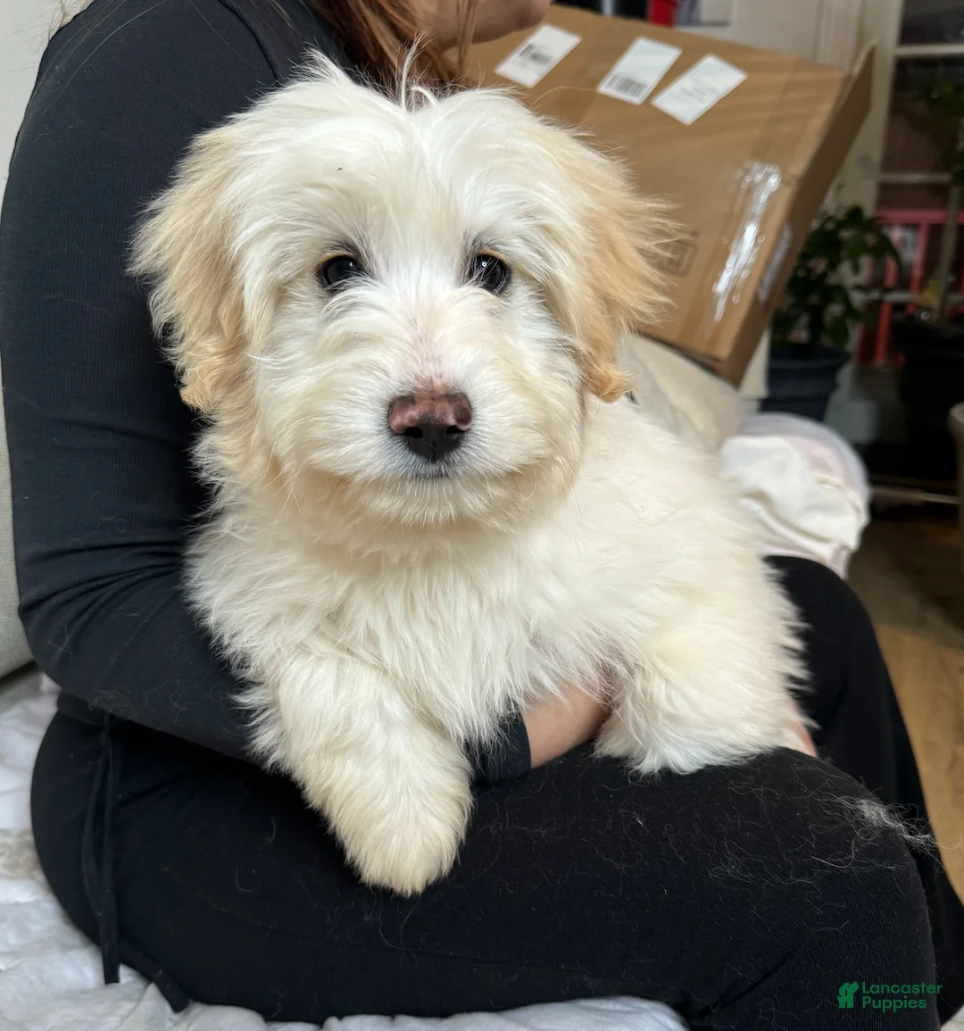 Goldendoodle dogs for sale: Jackson - Ad 1